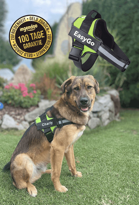ingendoo EasySafe - Antischock Auto-Sicherung für Deinen Hund